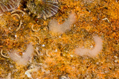 Smaragdinella sieboldi