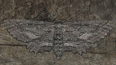 Aethaloida packardaria