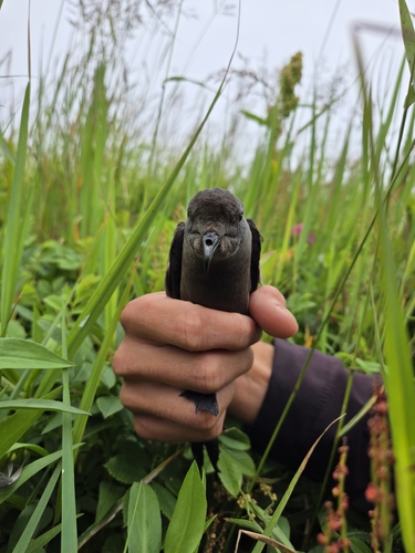 Leach's Storm Petrel (Hydrobates leucorhous), photo 10