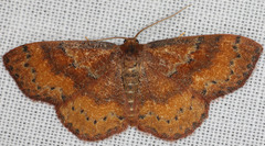 Leptostales rubromarginaria