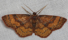 Leptostales rubromarginaria