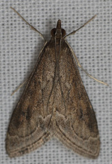Pyrausta napaealis