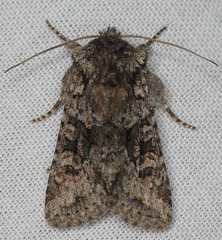 Lacinipolia cuneata