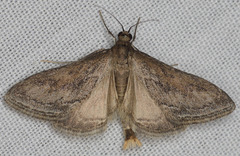 Pyrausta napaealis