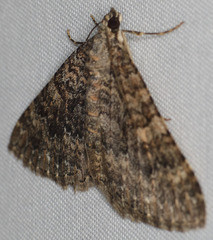Perizoma custodiata