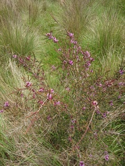 Melaleuca gibbosa