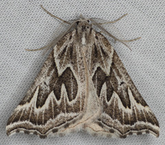 Plataea californiaria