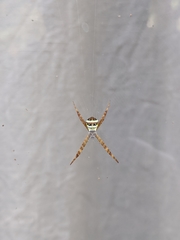 Argiope