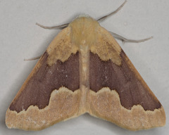 Sabulodes spoliata