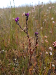 Comesperma retusum