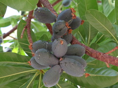 Barringtonia calyptrata
