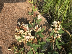 Lespedeza daurica