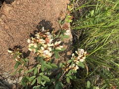 Lespedeza daurica