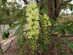 Barringtonia calyptrata