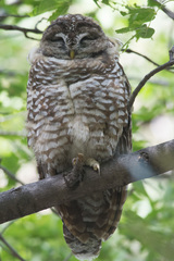 Strix occidentalis lucida