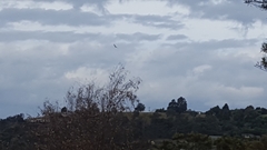 Haliaeetus leucogaster