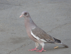 Patagioenas corensis
