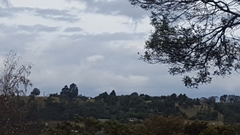 Haliaeetus leucogaster