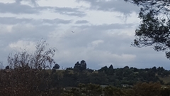 Haliaeetus leucogaster