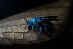 Xylocopa caerulea
