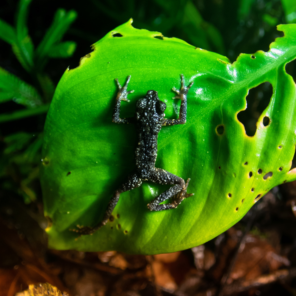 Precious Stream-Toad