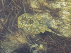 Yellow Stingray photo 3