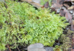 Pyrrhobryum spiniforme