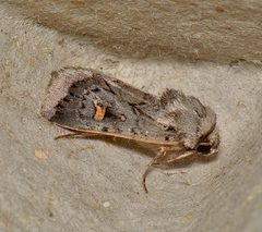 Proteuxoa restituta