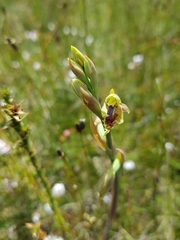 Calochilus herbaceus