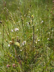 Calochilus herbaceus