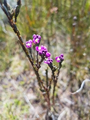Comesperma retusum