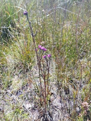Comesperma retusum