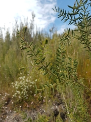 Acacia verticillata