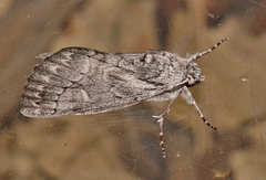 Cerura melanoglypta