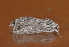 Cerura melanoglypta
