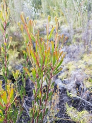 Acacia mucronata