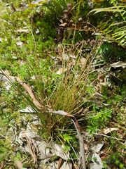 Juncus pauciflorus