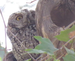 Megascops trichopsis