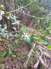 Pimelea drupacea