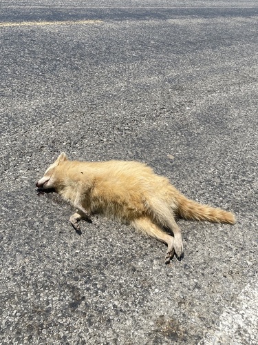 Common Raccoon photographed in Mississippi