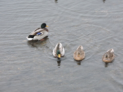 Anas platyrhynchos