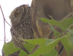 Megascops trichopsis