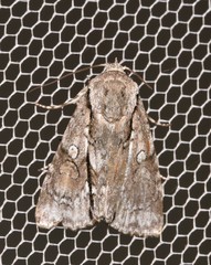 Turnerinycta phaeocosma