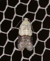 Tracholena sulfurosa