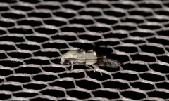 Tracholena sulfurosa