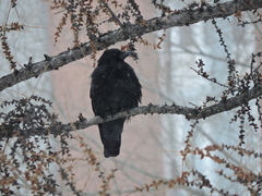 Corvus corone