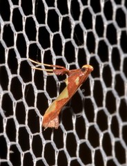 Caloptilia xanthopharella