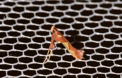 Caloptilia xanthopharella