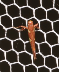 Caloptilia xanthopharella