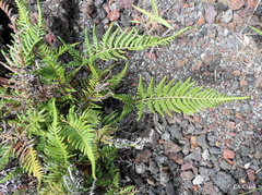 Pityrogramma austroamericana